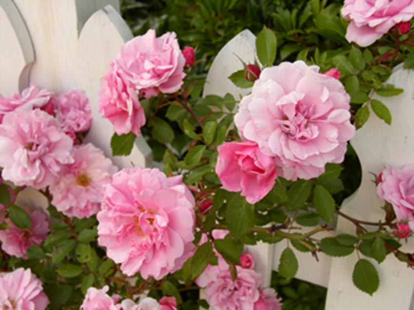 Pink roses on white picket fence, Comox Valley, B.C., CA by Larry B Photography