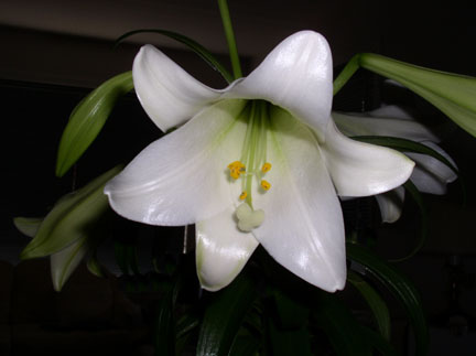 Easter Lily