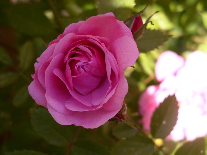 Pink Rose of Comox Valley, B.C., CA by Larry B Photography