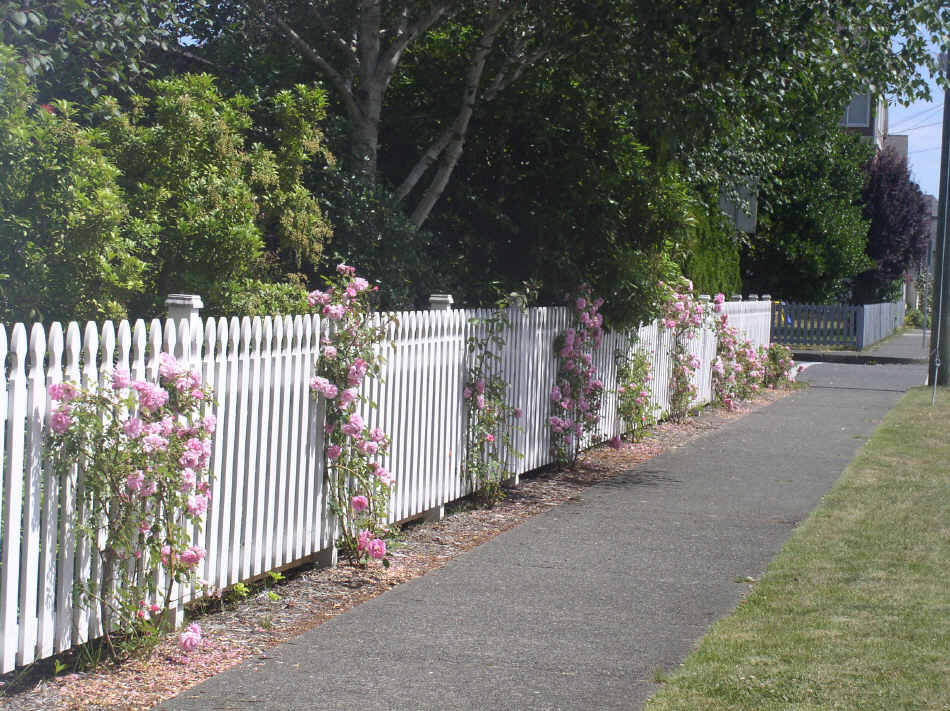 pink roses on white picket fence in the Comox Valley, VI, BC, CA